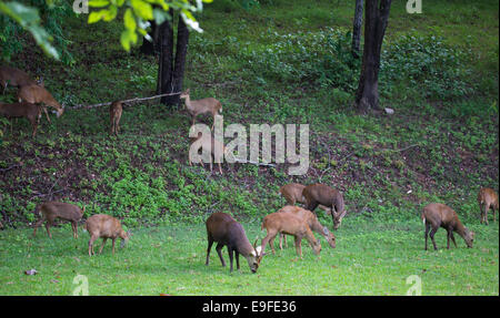 Herd of Indian hog deer (Hyelaphus porcinus) grazing in Huai Kha Khaeng Wildlife Sanctuary, Thailand Stock Photo