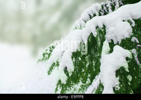 snow covered tree Stock Photo