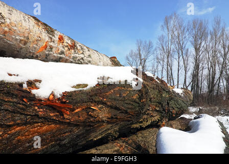 Felled tree trunks in winter Stock Photo