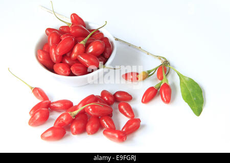 Wolfberries (Lycium barbarum) Stock Photo