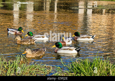 Ducks on Gacka river spring, Croatia Stock Photo