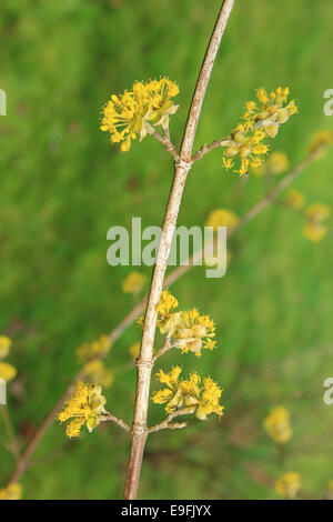 Cornelian Cherry (Cornus mas) Stock Photo