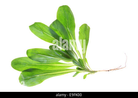 Corn salad (Valerianella locusta) Stock Photo