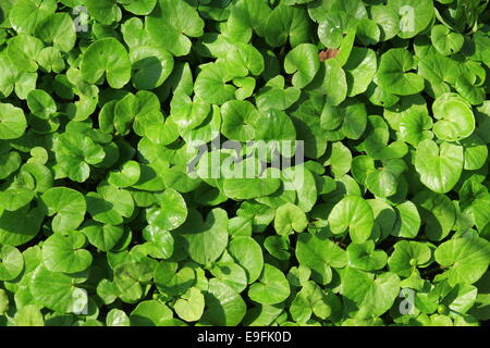 Lesser Celandine (Ranunculus ficaria) Stock Photo