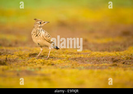 Crested Lark (Galerida cristata) Photographed in Israel in September Stock Photo