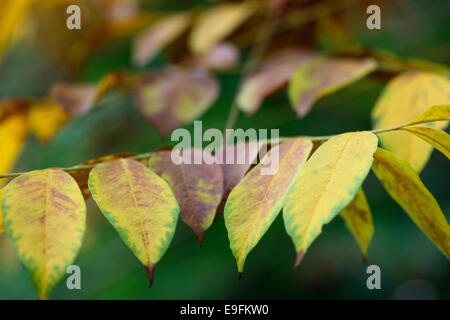 beautiful autumnal leaves of the chinese flame tree Jane Ann Butler Photography JABP1319 Stock Photo