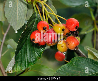 Robertson's Whitebeam Berries - Sorbus x robertsonii Hybrid between the Common whitebeam and the Round-leaved Whitebeam Stock Photo