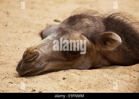 Bactrian camel (Camelus ferus) Stock Photo