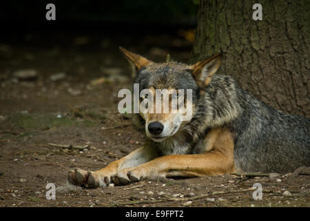 Loup de l'Est (Canis lycaon)