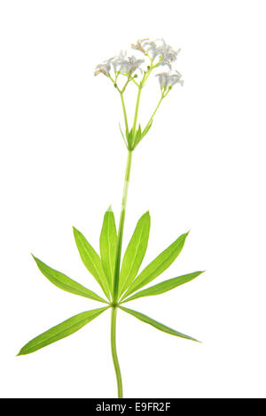 Flowering woodruff (Galium odoratum) Stock Photo