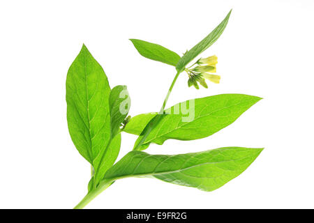 Comfrey (Symphytum officinale) Stock Photo