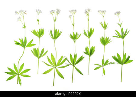Flowering woodruff (Galium odoratum) Stock Photo