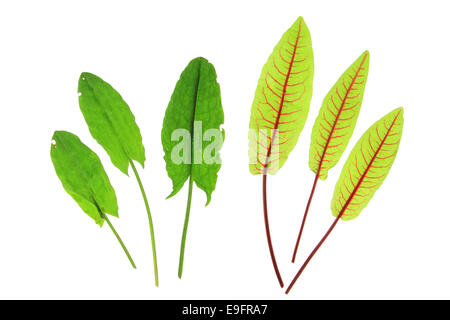 Leaves of sorrel and blood sorrel Stock Photo