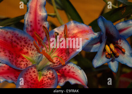 A close up of a lily blossom, with a charming luminosity in vibrant colors. the intense blue sides of this flower is making this image to vibrate Stock Photo