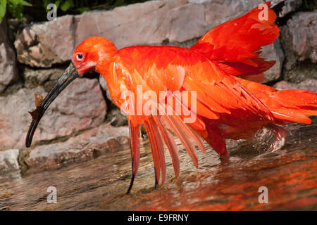 Scarlet Ibis (Eudocimus ruber) Stock Photo