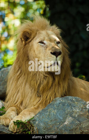 Transvaal lion (Panthera leo krugeri) Stock Photo