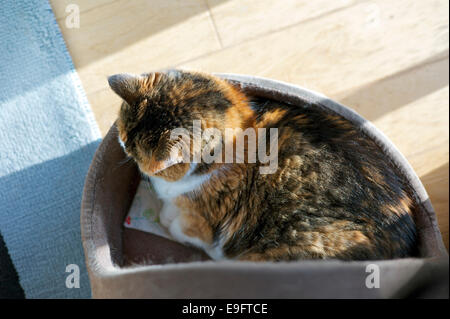 Cat sleeping in a cat bed Stock Photo