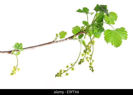 Flowering red currant (Ribes rubrum) Stock Photo