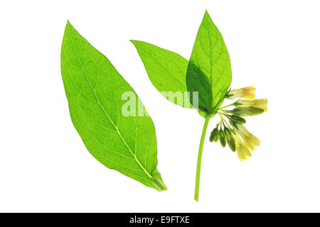 Comfrey (Symphytum officinale) Stock Photo