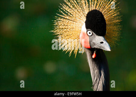 Black Crowned Crane (Balearica pavonina) Stock Photo