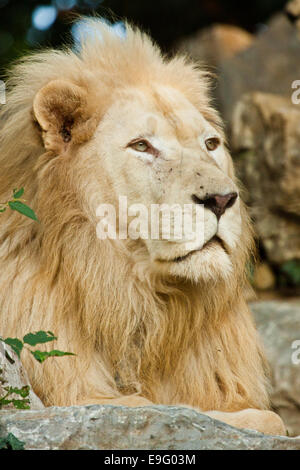 Transvaal lion (Panthera leo krugeri) Stock Photo