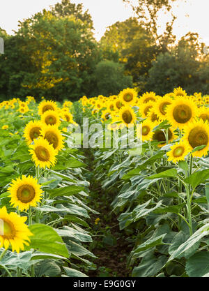 Sunflowers in early evening as sun sets Stock Photo