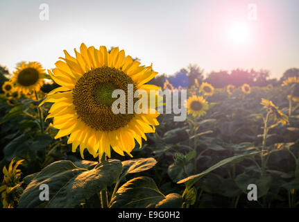Sunflowers in early evening as sun sets Stock Photo
