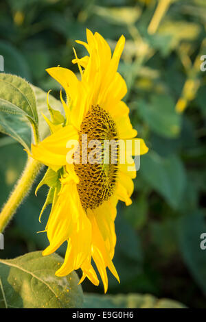 Sunflowers in early evening as sun sets Stock Photo