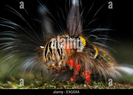 Close up of brightly coloured hairy caterpillar of Lasiocampidae species in tropical rainforest of Borneo Stock Photo