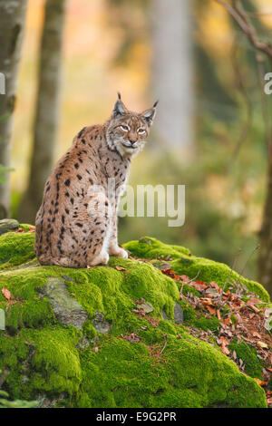 Female European lynx Stock Photo