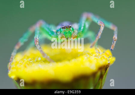 green crab spider [Diaea dorsata] Stock Photo