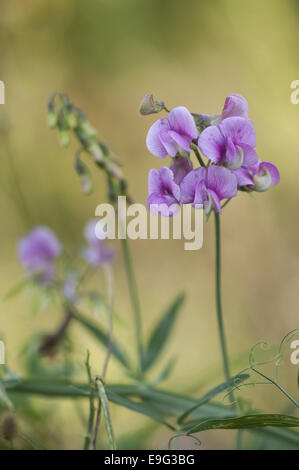 Tuberous Pea (Lathyrus tuberosus) Stock Photo