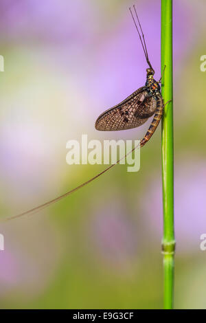 dayfly [Ephemeroptera] Stock Photo