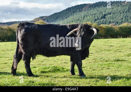 A Welsh Black / Aberdeen Angus cross cow with intact horns Stock Photo