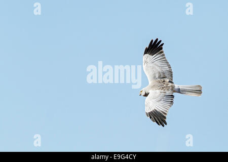 Adult male Hen harrier (Circus cyaneus) in flight against clear blue winter sky hunting for prey over traditional farmland Stock Photo