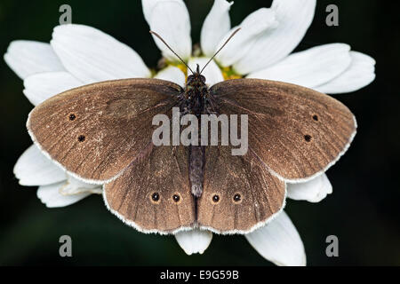 Brown coloured Ringlet (Aphantopus hyperantus) butterfly feeding on nectar of a white Ox-eye daisy flower in an English country meadow Stock Photo