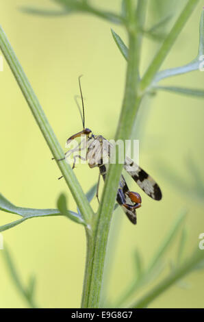 Common scorpionfly, male,  (Panorpa communis) Stock Photo