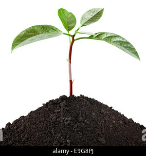 Young seedling growing in a soil. Sprout avocado Stock Photo