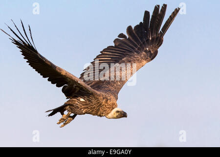 Griffon Vulture Stock Photo