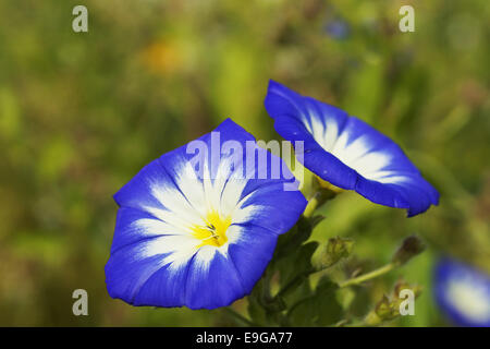 Dwarf glory bind, convolvulus tricolor Stock Photo