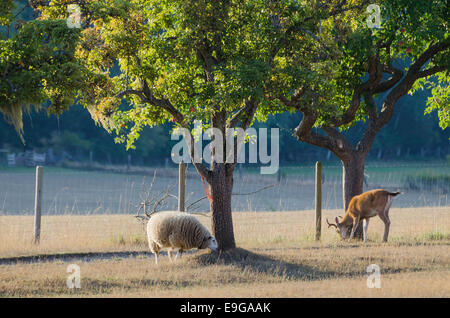 A wild deer and domestic sheep, the Ruckle Farm, Ruckle Provincial Park, Salt spring Island, British Columbia, Canada Stock Photo