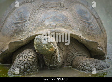 Giant turtle, Galapagos islands, Ecuador Stock Photo
