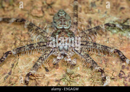 Huntsman spider (Heteropoda sp.) on tree trunk in tropical rainforest of Singapore Stock Photo