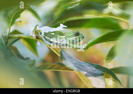 Flap-necked Chameleon (Chamaeleo dilepis) shedding its skin in a shrub in Livingstone, Zambia Stock Photo