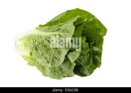 Romain Lettuce Stock Photo