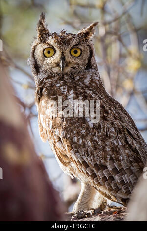 Spotted Eagle-owl (Bubo africanus) perched in the bough of a tree on Kubu Island, Botswana Stock Photo