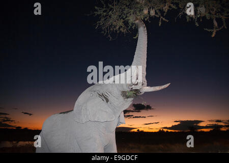 African elephant, Loxodonta africana, browsing at dusk, Okaukuejo waterhole, Etosha national park, Namibia Stock Photo