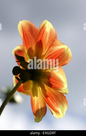 Gardendahlia - Dahlia hortensis Stock Photo