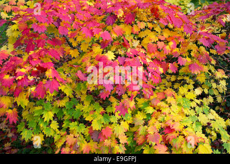 Acer japonicum vitifolium . Downy Japanese Maple or Full moon Maple leaves changing colour in autumn Stock Photo