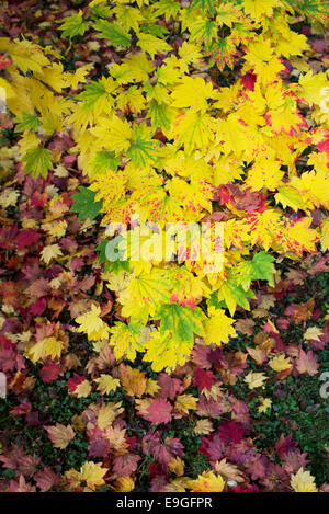 Acer japonicum vitifolium . Downy Japanese Maple or Full moon Maple leaves changing colour in autumn Stock Photo